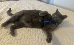 Lost Female Cat last seen Near Tobin Xing, Bel Air, MD 21015—Royal Gas station, Bel Air, MD 21015
