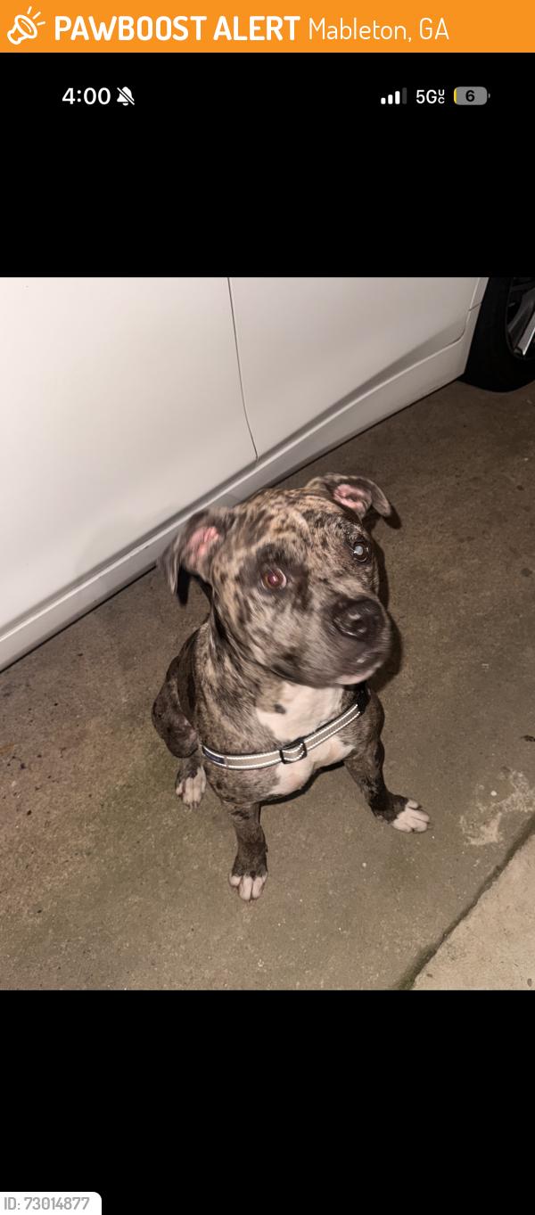 Found/Stray Male Dog last seen Hillcrest Dr and Lee Rd, Mableton, GA 30126