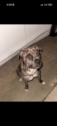 Found/Stray Male Dog last seen Hillcrest Dr and Lee Rd, Mableton, GA 30126