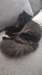 Lost Male Cat last seen Rookerypool Close , Cheshire East, England SK9 2EZ