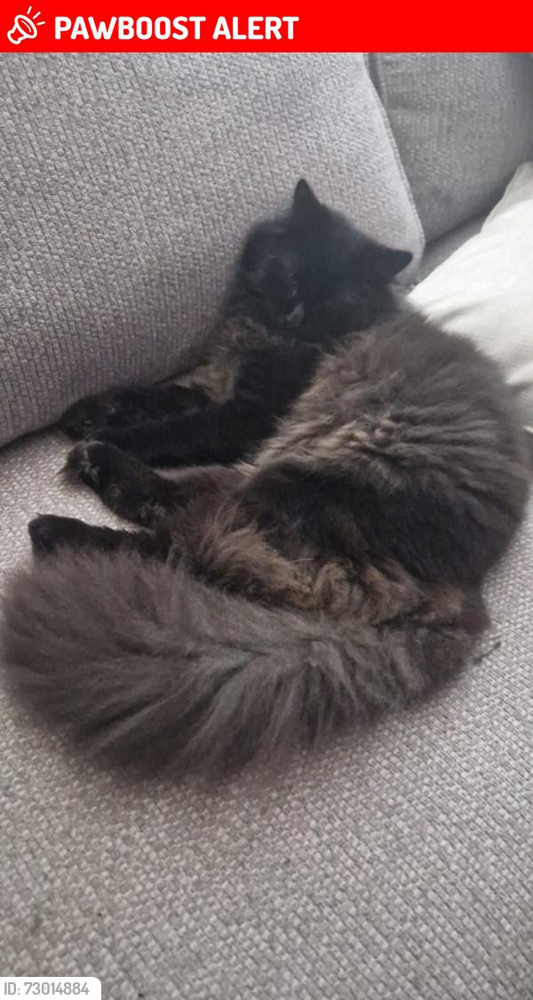 Lost Male Cat last seen Rookerypool Close , Cheshire East, England SK9 2EZ