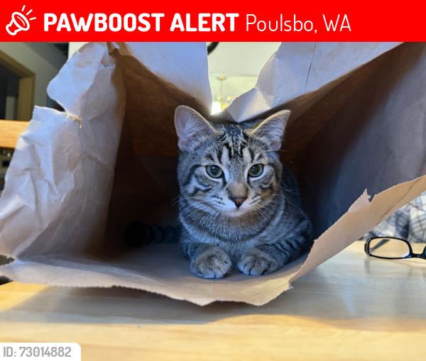 Lost Male Cat last seen Hostmark, Caldart, Raab Park, Vaughn Milton loop, Poulsbo, WA 98370