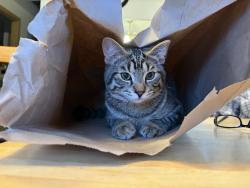 Lost Male Cat last seen Hostmark, Caldart, Raab Park, Vaughn Milton loop, Poulsbo, WA 98370