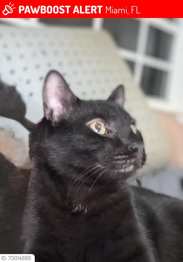 Lost Male Cat last seen NE 10th and 82nd Y, Miami, FL 33138