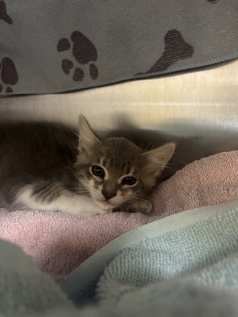 Shelter Stray Male Cat last seen HOME 2 SUITS, 1590 Fortmann Way, Alameda, CA 94501, USA