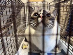 Shelter Stray Female Cat last seen , 957 N Gaffey St, San Pedro, CA 90731, USA