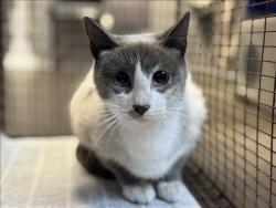Shelter Stray Female Cat last seen , 957 N Gaffey St, San Pedro, CA 90731, USA