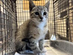 Shelter Stray Male Cat last seen , 957 N Gaffey St, San Pedro, CA 90731, USA