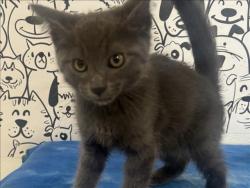 Shelter Stray Male Cat last seen , 957 N Gaffey St, San Pedro, CA 90731, USA