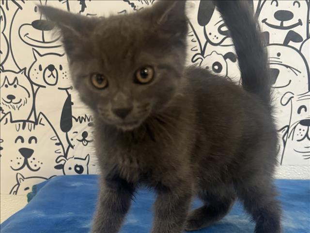 Shelter Stray Male Cat last seen , 957 N Gaffey St, San Pedro, CA 90731, USA