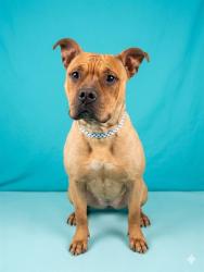 Shelter Stray Female Dog last seen SPRING GROVE AVE AND W 26TH ST, 2020 Forest St, Jacksonville, FL 32204, USA
