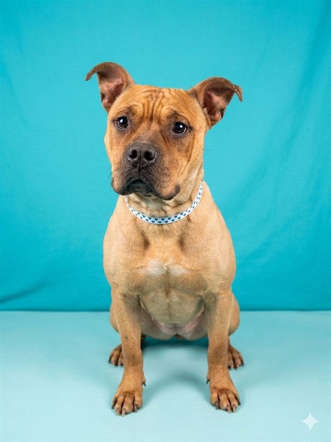 Shelter Stray Female Dog last seen SPRING GROVE AVE AND W 26TH ST, 2020 Forest St, Jacksonville, FL 32204, USA