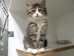 Shelter Stray Female Cat last seen , 2811 SE 29th St, Oklahoma City, OK 73129, USA