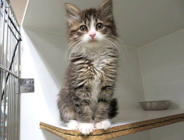 Shelter Stray Female Cat last seen , 2811 SE 29th St, Oklahoma City, OK 73129, USA