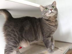 Shelter Stray Female Cat last seen Near BLOCK ELEVEN ON 44TH AND BRYANT, 2811 SE 29th St, Oklahoma City, OK 73129, USA