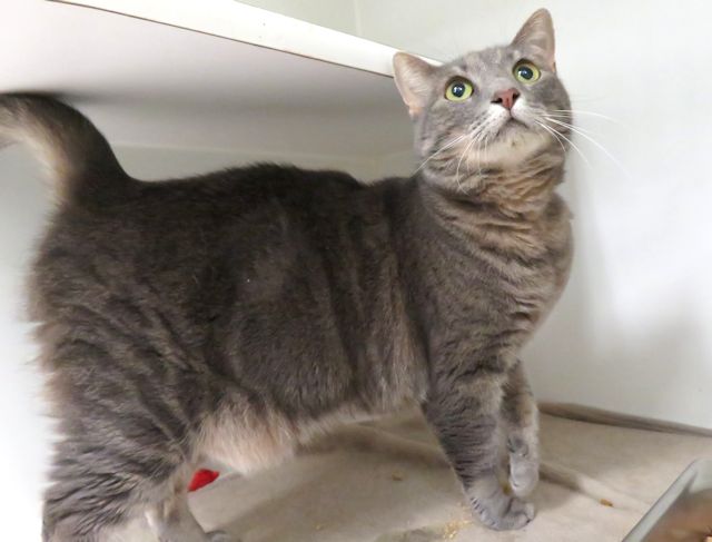 Shelter Stray Female Cat last seen Near BLOCK ELEVEN ON 44TH AND BRYANT, 2811 SE 29th St, Oklahoma City, OK 73129, USA