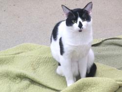 Shelter Stray Unknown Cat last seen Near BLOCK SW 15TH STREET, 2811 SE 29th St, Oklahoma City, OK 73129, USA