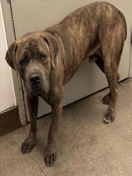 Shelter Stray Male Dog last seen , 4000 N Silverbell Rd, Tucson, AZ 85745, USA