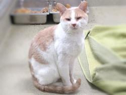 Shelter Stray Unknown Cat last seen Near BLOCK SW 15TH STREET, 2811 SE 29th St, Oklahoma City, OK 73129, USA
