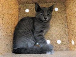 Shelter Stray Unknown Cat last seen , 2811 SE 29th St, Oklahoma City, OK 73129, USA