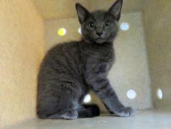Shelter Stray Unknown Cat last seen , 2811 SE 29th St, Oklahoma City, OK 73129, USA