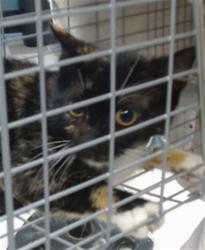 Shelter Stray Unknown Cat last seen Near BLOCK MID AMERICA BLVD, 2811 SE 29th St, Oklahoma City, OK 73129, USA