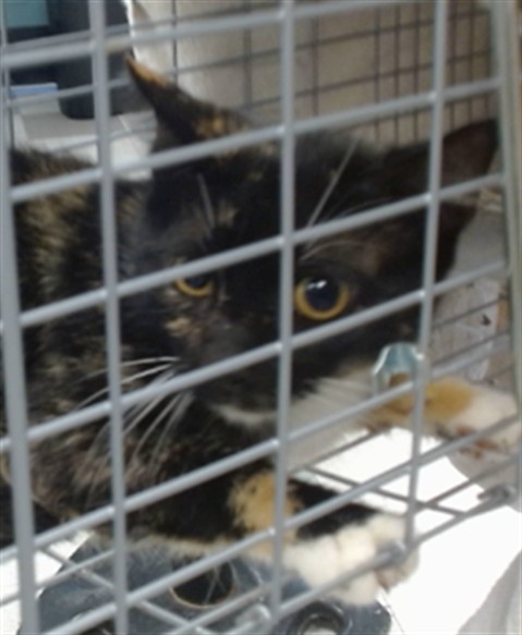 Shelter Stray Unknown Cat last seen Near BLOCK MID AMERICA BLVD, 2811 SE 29th St, Oklahoma City, OK 73129, USA