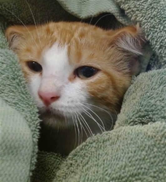 Shelter Stray Unknown Cat last seen Near BLOCK MID AMERICA BLVD, 2811 SE 29th St, Oklahoma City, OK 73129, USA