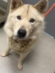 Shelter Stray Female Dog last seen AUBURN AIRPORT, 11232 B Ave, Auburn, CA 95603, USA