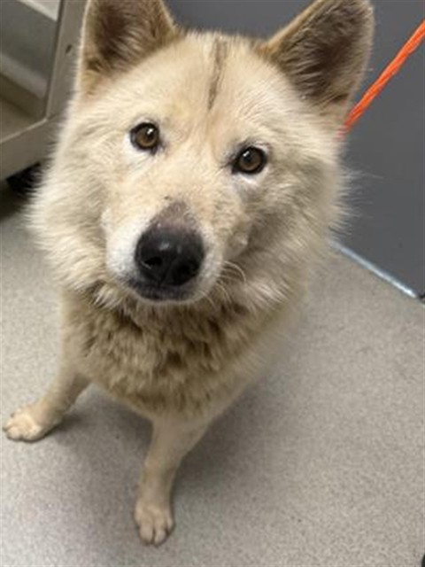 Shelter Stray Female Dog last seen AUBURN AIRPORT, 11232 B Ave, Auburn, CA 95603, USA