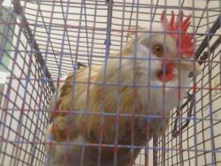 Shelter Stray Male Bird last seen PASEDENA AVE/CYPRESS AVE, 95821, 3839 Bradshaw Rd, Sacramento, CA 95827, USA