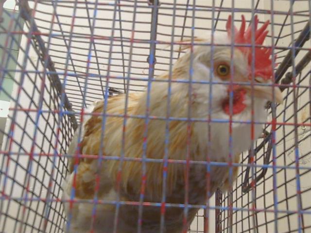 Shelter Stray Male Bird last seen PASEDENA AVE/CYPRESS AVE, 95821, 3839 Bradshaw Rd, Sacramento, CA 95827, USA