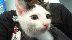Shelter Stray Female Cat last seen CHARLOTTE, 8315 Byrum Dr, Charlotte, NC 28217, USA
