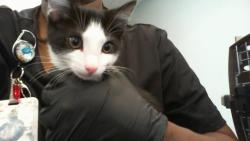 Shelter Stray Male Cat last seen CHARLOTTE, 8315 Byrum Dr, Charlotte, NC 28217, USA