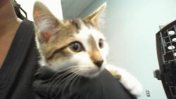 Shelter Stray Male Cat last seen CHARLOTTE, 8315 Byrum Dr, Charlotte, NC 28217, USA