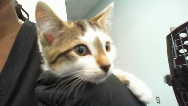Shelter Stray Male Cat last seen CHARLOTTE, 8315 Byrum Dr, Charlotte, NC 28217, USA