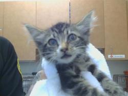 Shelter Stray Female Cat last seen ZAMBRA WAY/SUBARU CT, 95826, 3839 Bradshaw Rd, Sacramento, CA 95827, USA