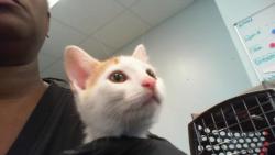 Shelter Stray Male Cat last seen CHARLOTTE, 8315 Byrum Dr, Charlotte, NC 28217, USA