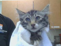 Shelter Stray Female Cat last seen ZAMBRA WAY/SUBARU CT, 95826, 3839 Bradshaw Rd, Sacramento, CA 95827, USA