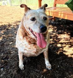 Shelter Stray Female Dog last seen Near BLOCK W CEDAR AVE, DENVER CO 80223, 1241 W Bayaud Ave, Denver, CO 80223, USA