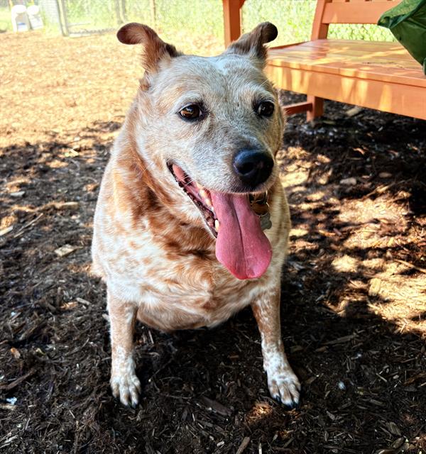 Shelter Stray Female Dog last seen Near BLOCK W CEDAR AVE, DENVER CO 80223, 1241 W Bayaud Ave, Denver, CO 80223, USA