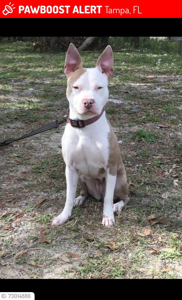 Lost Female Dog last seen North 50th St tampa, Tampa, FL 33610
