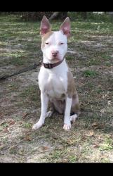 Lost Female Dog last seen North 50th St tampa, Tampa, FL 33610