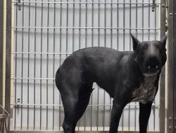 Shelter Stray Unknown Dog last seen Near BLOCK N VERBENA ST, DENVER CO 80220, 1241 W Bayaud Ave, Denver, CO 80223, USA
