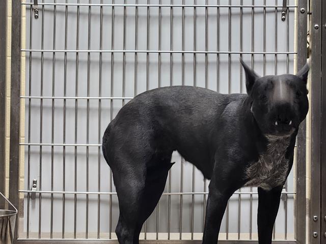 Shelter Stray Unknown Dog last seen Near BLOCK N VERBENA ST, DENVER CO 80220, 1241 W Bayaud Ave, Denver, CO 80223, USA