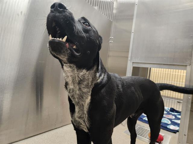 Shelter Stray Unknown Dog last seen Near BLOCK N VERBENA ST, DENVER CO 80220, 1241 W Bayaud Ave, Denver, CO 80223, USA