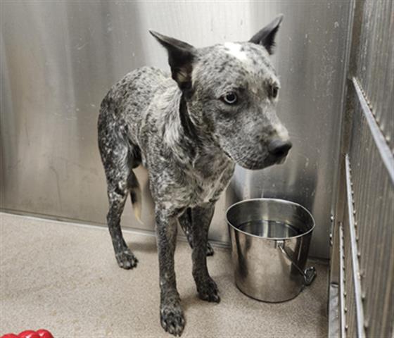 Shelter Stray Unknown Dog last seen Near BLOCK N VERBENA ST, DENVER CO 80220, 1241 W Bayaud Ave, Denver, CO 80223, USA