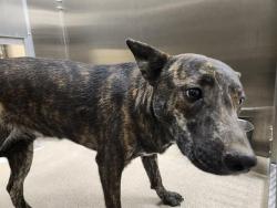 Shelter Stray Unknown Dog last seen Near BLOCK N VERBENA ST, DENVER CO 80220, 1241 W Bayaud Ave, Denver, CO 80223, USA