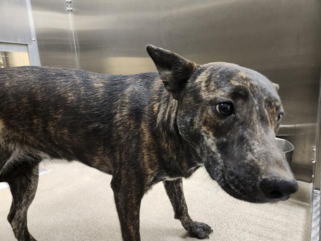 Shelter Stray Unknown Dog last seen Near BLOCK N VERBENA ST, DENVER CO 80220, 1241 W Bayaud Ave, Denver, CO 80223, USA