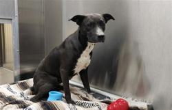 Shelter Stray Unknown Dog last seen Near BLOCK N VERBENA ST, DENVER CO 80220, 1241 W Bayaud Ave, Denver, CO 80223, USA